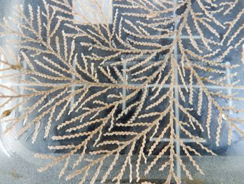 Media type: image;   Invertebrate Zoology 139329